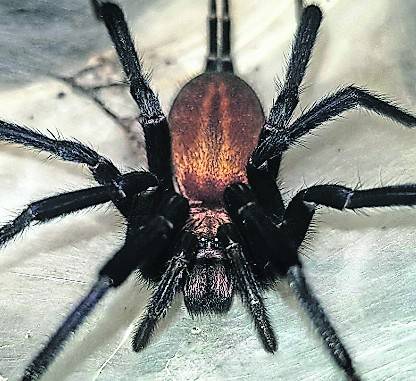  Die Trichternetzspinne ist eine der gefährlichsten Spinnenarten. 