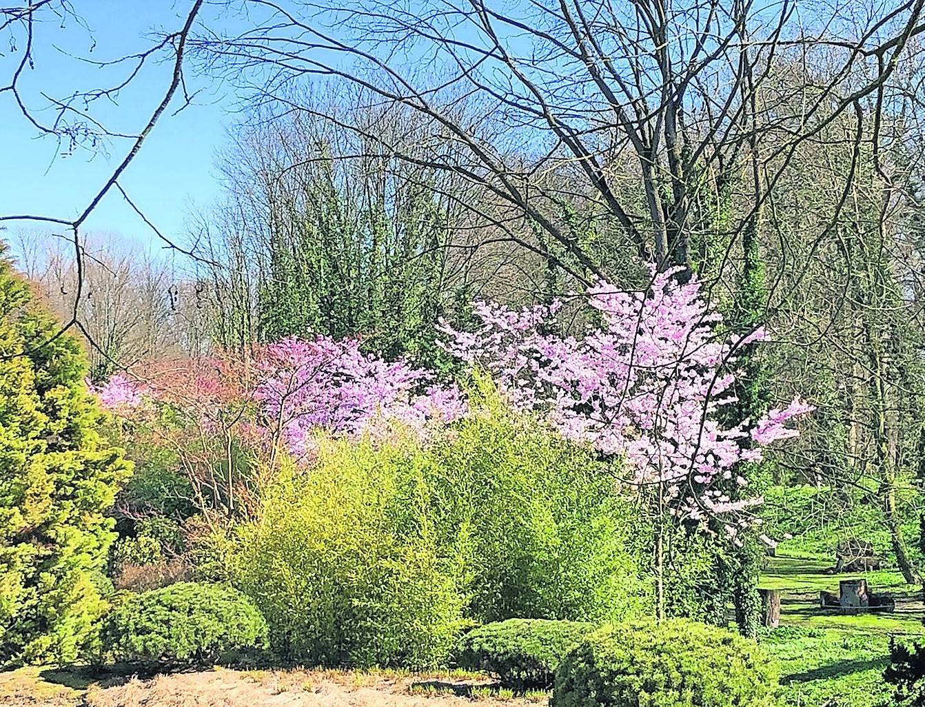  Beeindruckend anzusehen: die Kirschblüte im Asia-Garten, der nur noch unter strengen Auflagen besucht werden darf.  