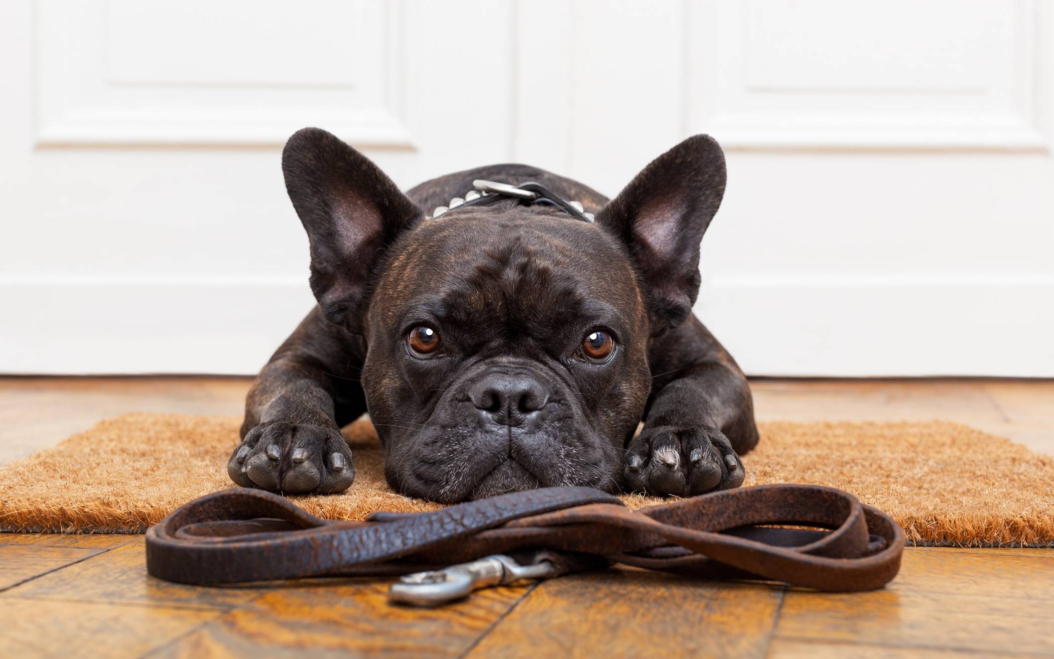  Der Umgang mit Haustieren steht in Zeiten der Corona-Krise unter besonderen Vorzeichen. Das Veterinäramt des Rhein-Kreises gibt Tipps dazu.  Foto: damedeesco-GettyImages-479087470   