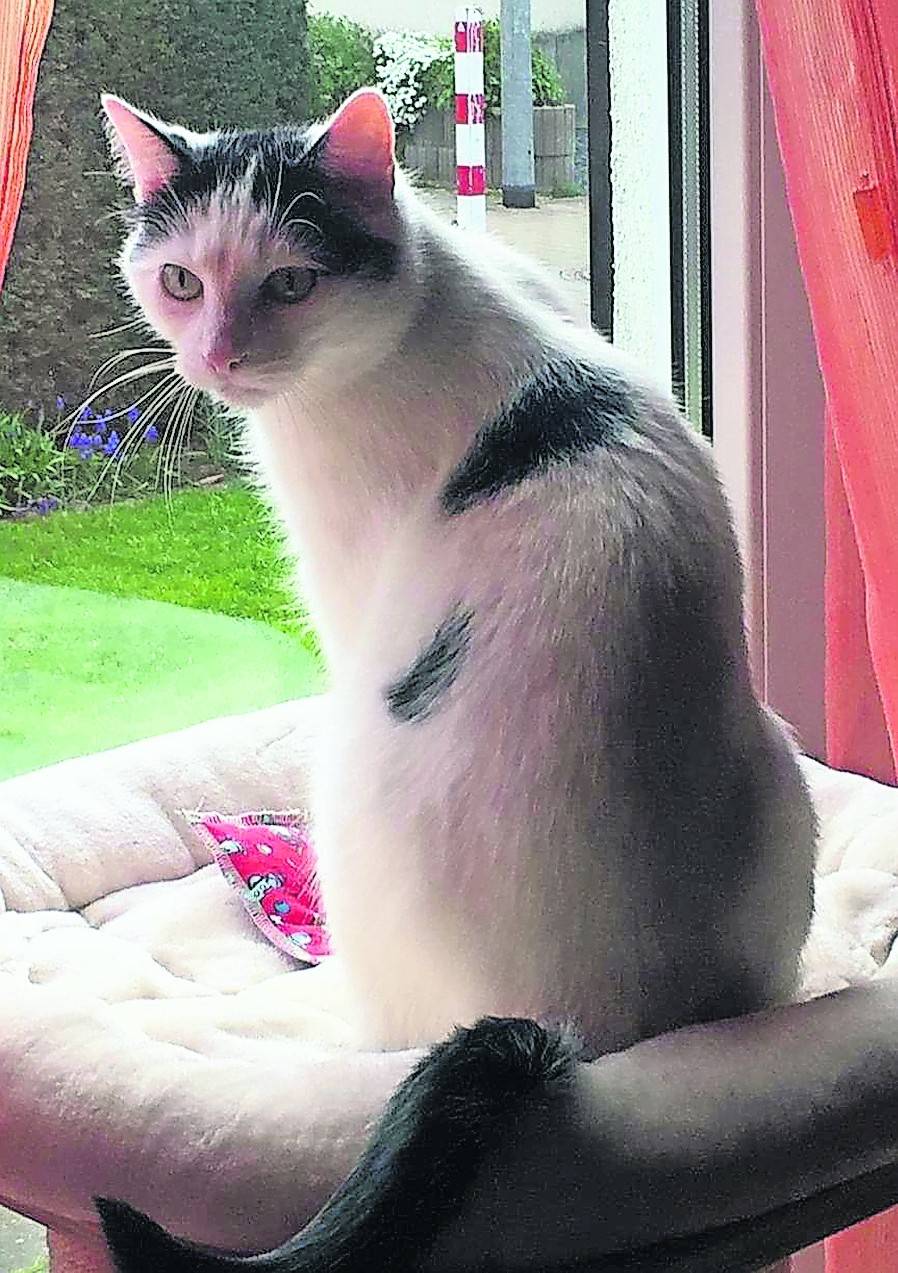  „Conny“ heißt diese sympathische Katze, die gerade den Blick in die grünende Natur genießt. 