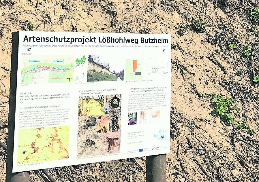 Auf Informationstafeln berichtet das Amt für Freiraum- und Landschaftsplanung des Rhein-Kreises über das Artenschutzprojekt am Butzheimer Lößhohlweg. <![CDATA[]]>