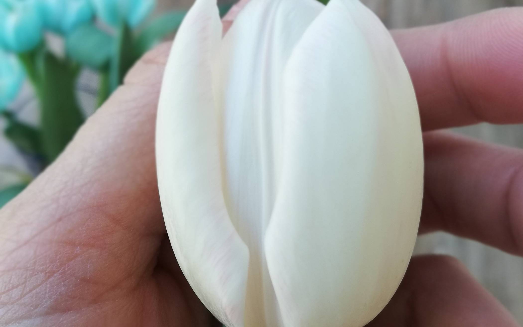  Am besten eignen sich weiße Tulpen. 