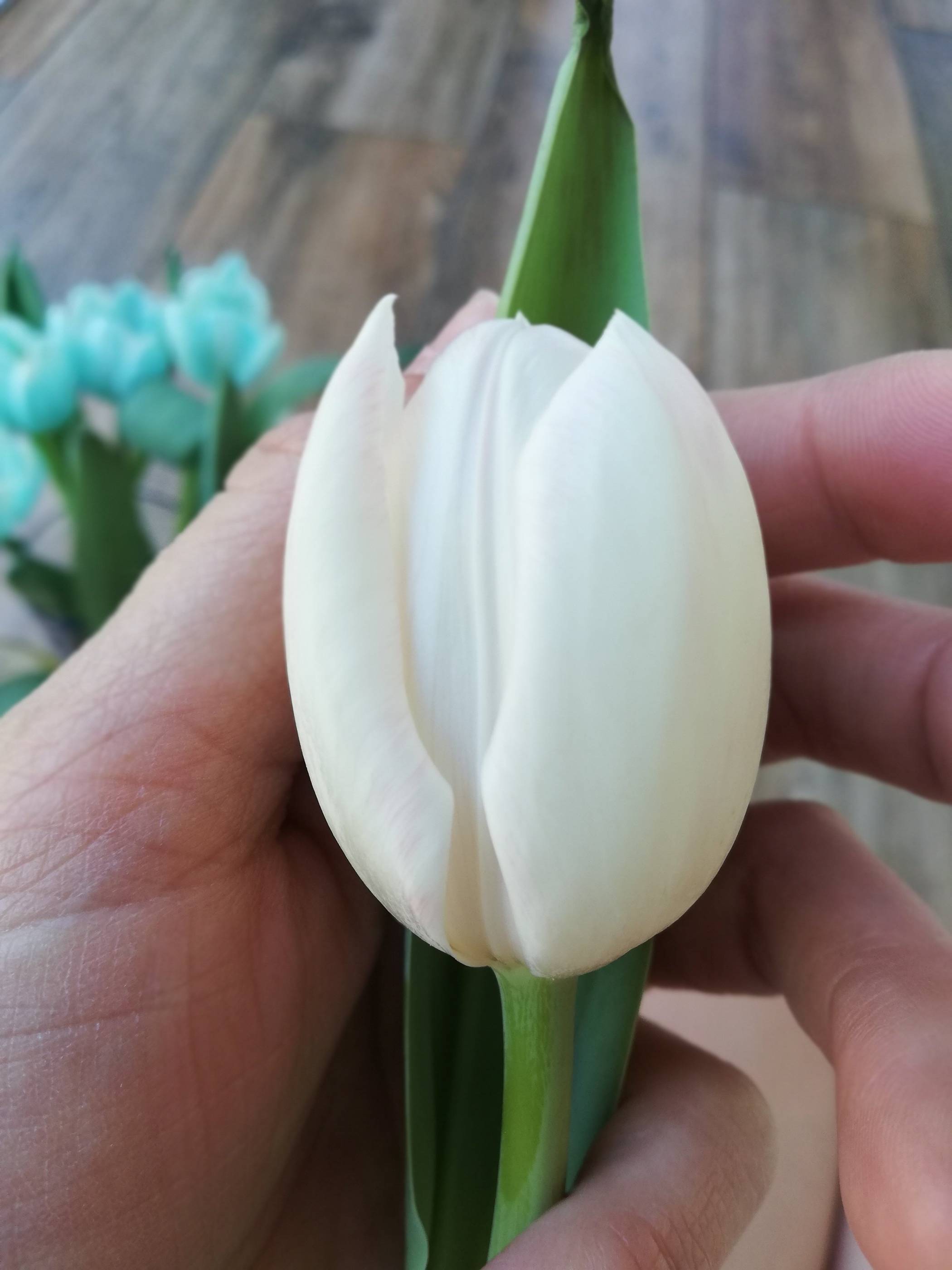  Am besten eignen sich weiße Tulpen. 
