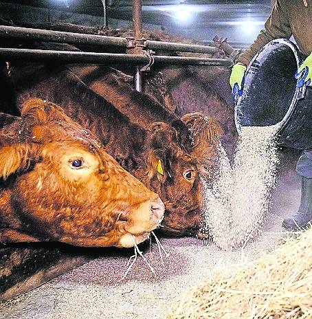   Jeden Morgen früh füttern, aber jetzt selbst auf Diät: Wer in der Landwirtschaft arbeitet, muss künftig um die Zusatzrente fürchten. Davor warnt die Agrar-Gewerkschaft IG BAU. 