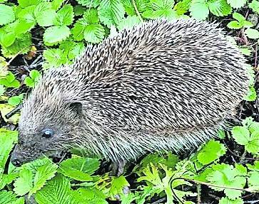  : Stacheltier sucht Quartier
