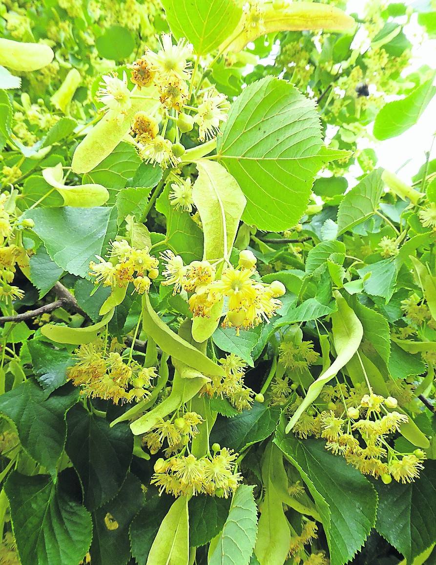   Jetzt im Juni blühen die Linden, deren Blüten einen starken Honigduft verströmen. Je nach Größe der Linde kann es sich dabei um 60.000 Blüten handeln.  