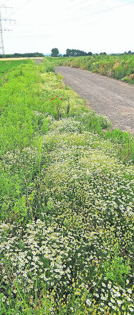  Eingezogene Feldwege sollen zu echten Blühstreifen werden. 