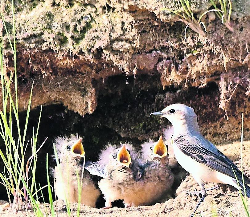 Naturschutz für die Königshovener Höhe