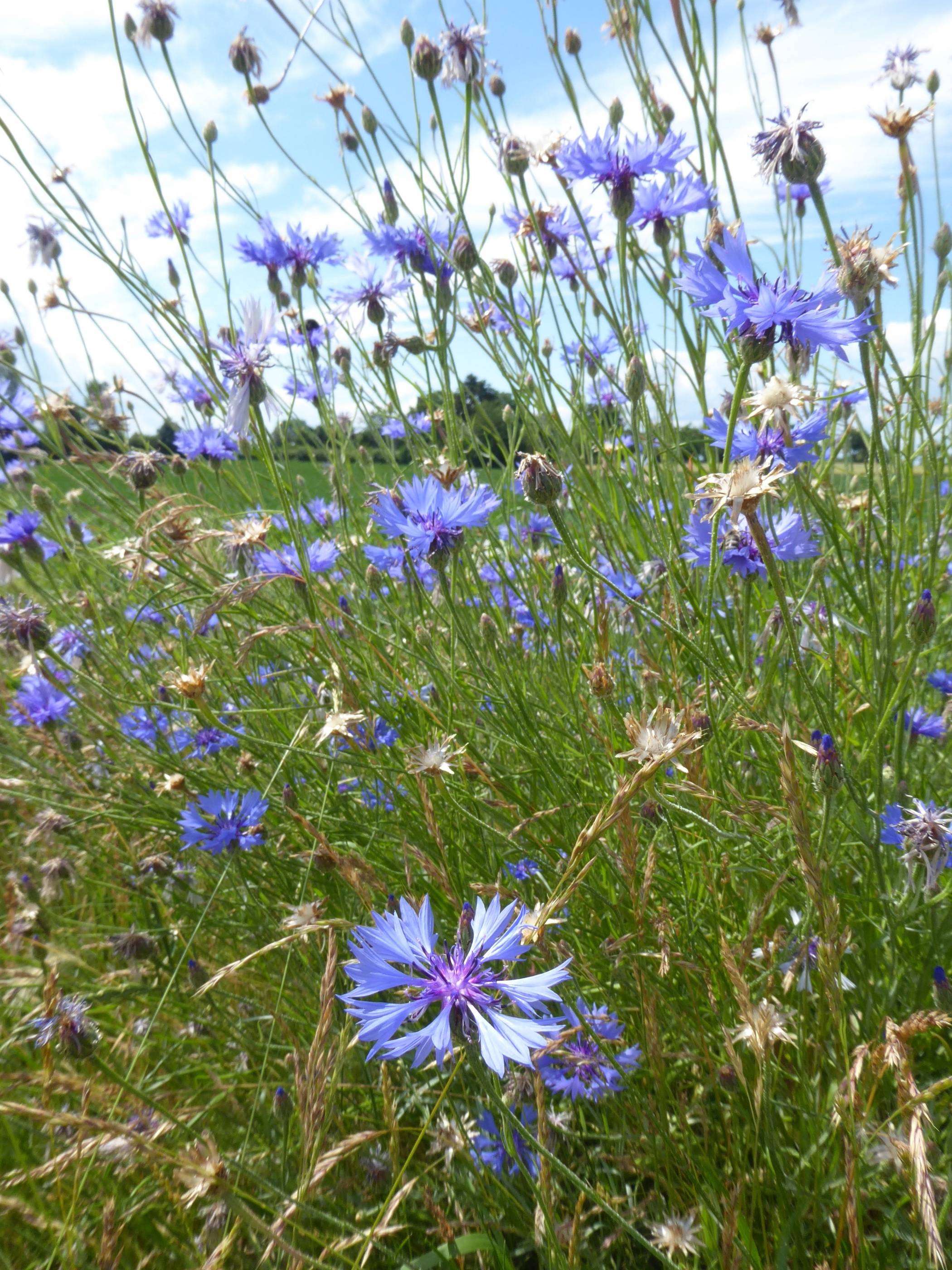  Kornblumen mögen es gar nicht, wenn zu häufig die Sense angesetzt wird.  