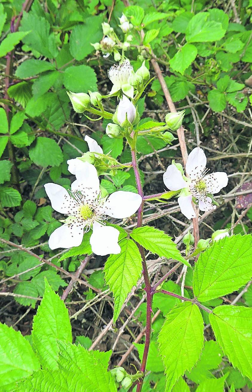   Auch Brombeeren haben fünf Blütenblätter, wie die einfachen Rosen. In den weißen oder rosaroten Brombeerblüten finden Insekten Nektar und reichlich Pollen.  
