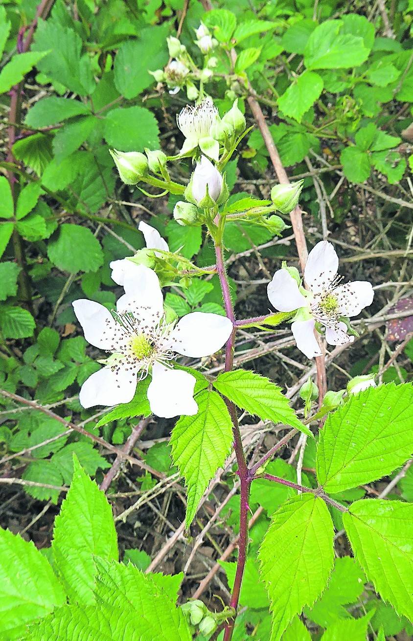 Die süße Schwester der edlen Rose schenkt uns ihre Vitamin-Bomben