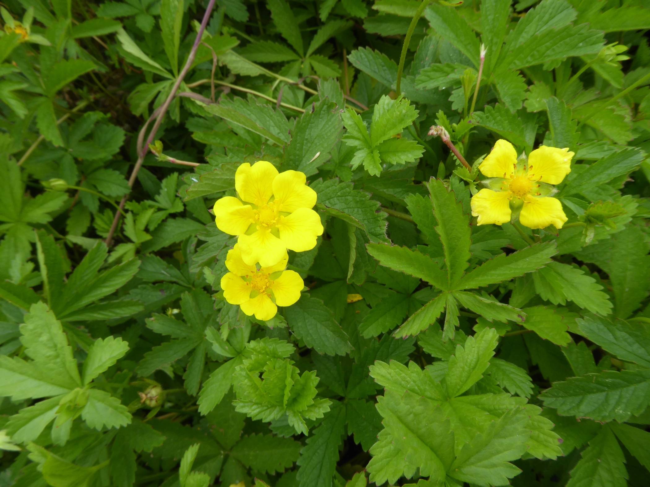   In der Naturheilkunde wird die Nelkenwurz bei Zahnentzündungen und in Magen- und Darmtees angewendet.  
