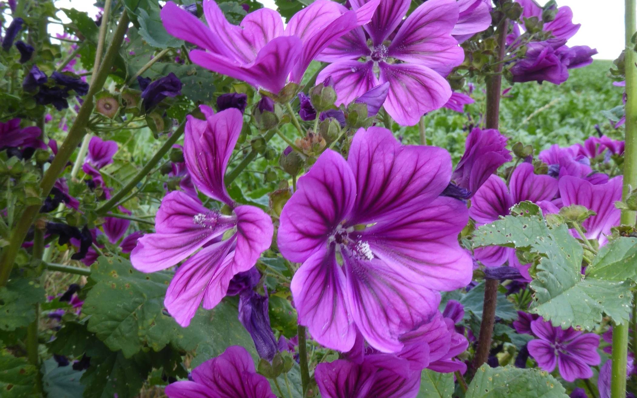   Wer Malven-Tee kauft, muss genau nachfragen, denn der gebräuchliche Malven-Tee ist nicht von der wilden Malve gewonnen, sondern ist meist ein Hibiskustee.  