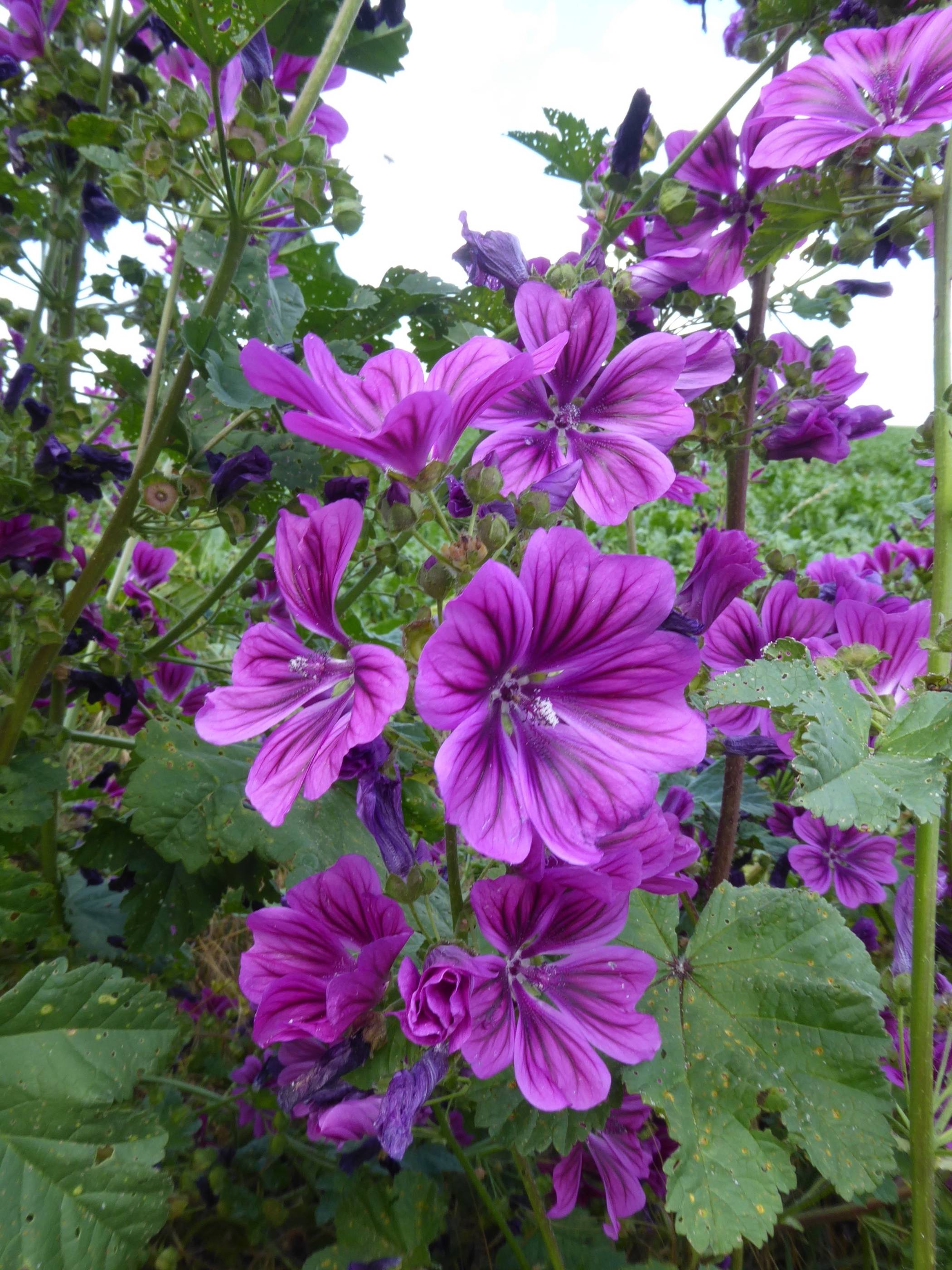   Wer Malven-Tee kauft, muss genau nachfragen, denn der gebräuchliche Malven-Tee ist nicht von der wilden Malve gewonnen, sondern ist meist ein Hibiskustee.  