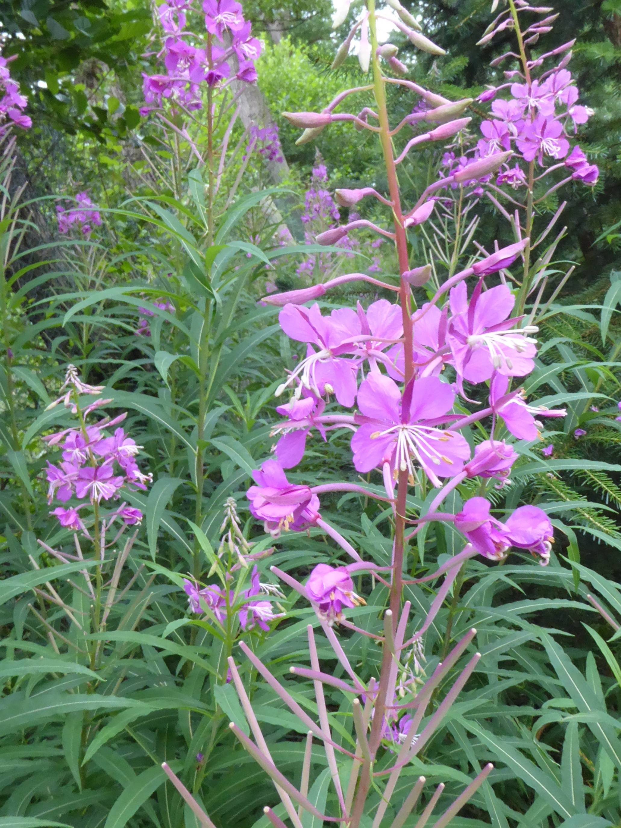  Im Foto zu sehen ist schmalblättrige Weidenröschen mit Knospe, Blüte und Samen.  