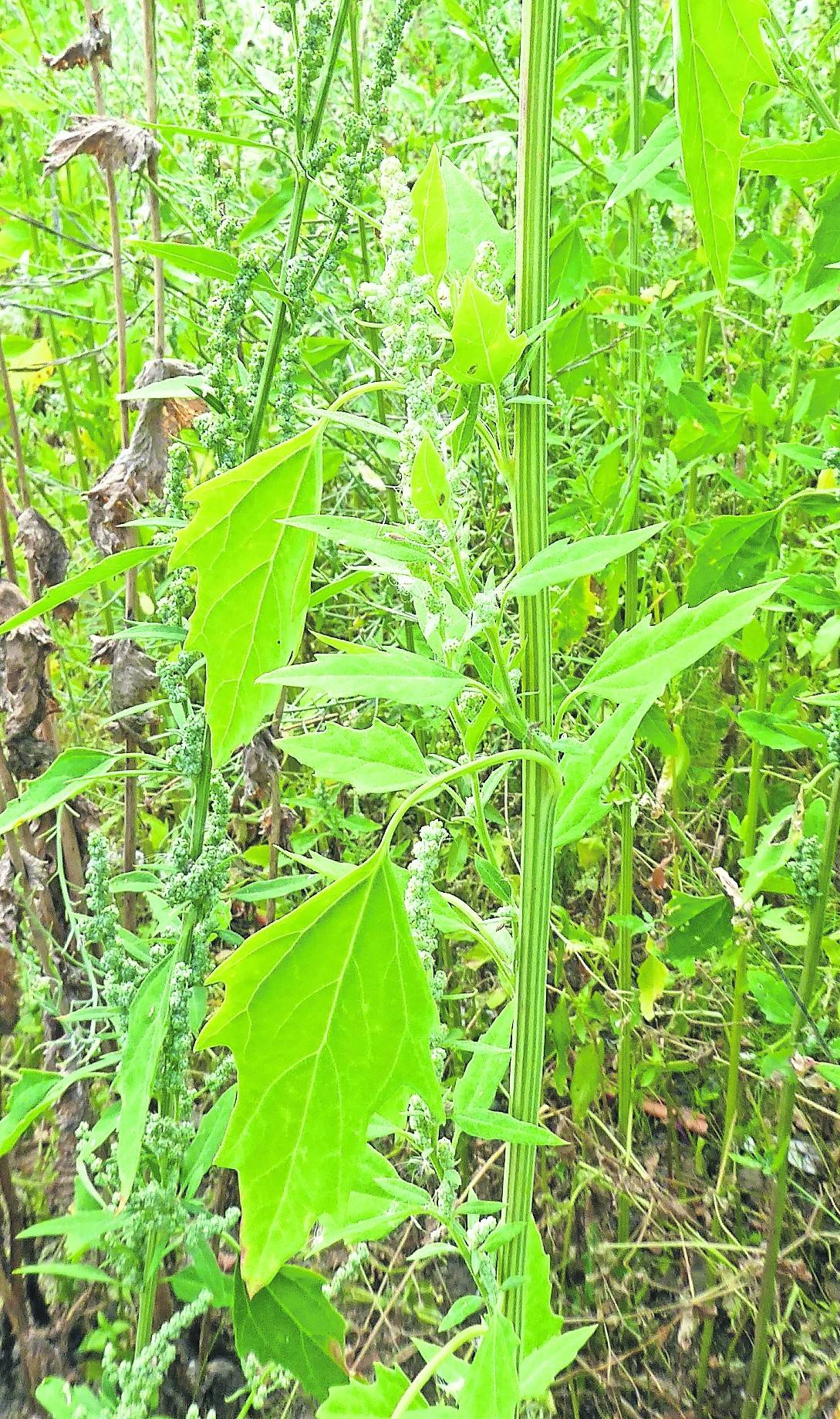   Die Verwandtschaft der „Gänse- und Gartenmelde“ mit „Quinoa“ und „Amaranth“ ist bei der Pseudo-Getreidenutzung zu erkennen.  
