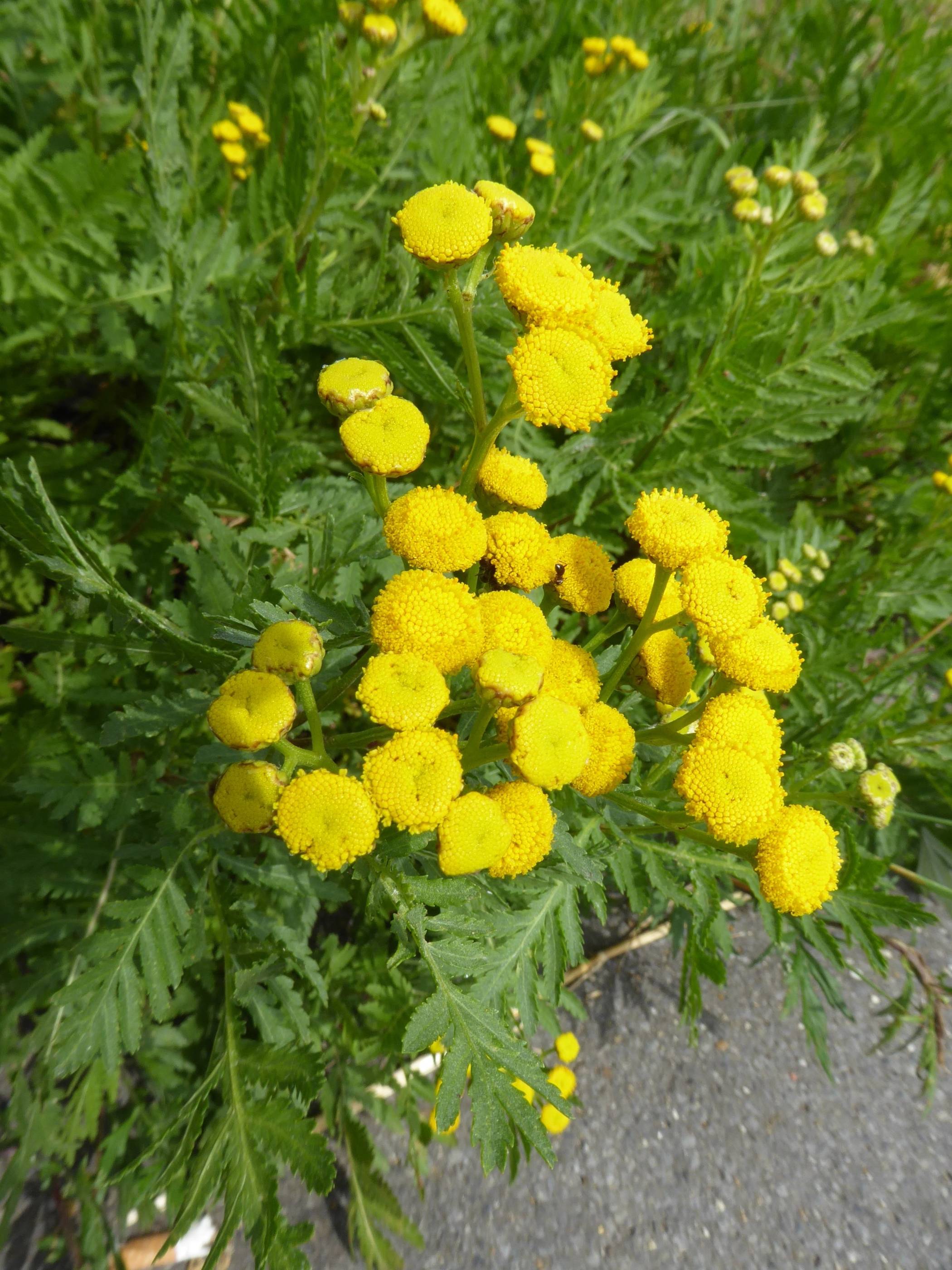  Die goldenen Knöpfe des Rainfarns.  