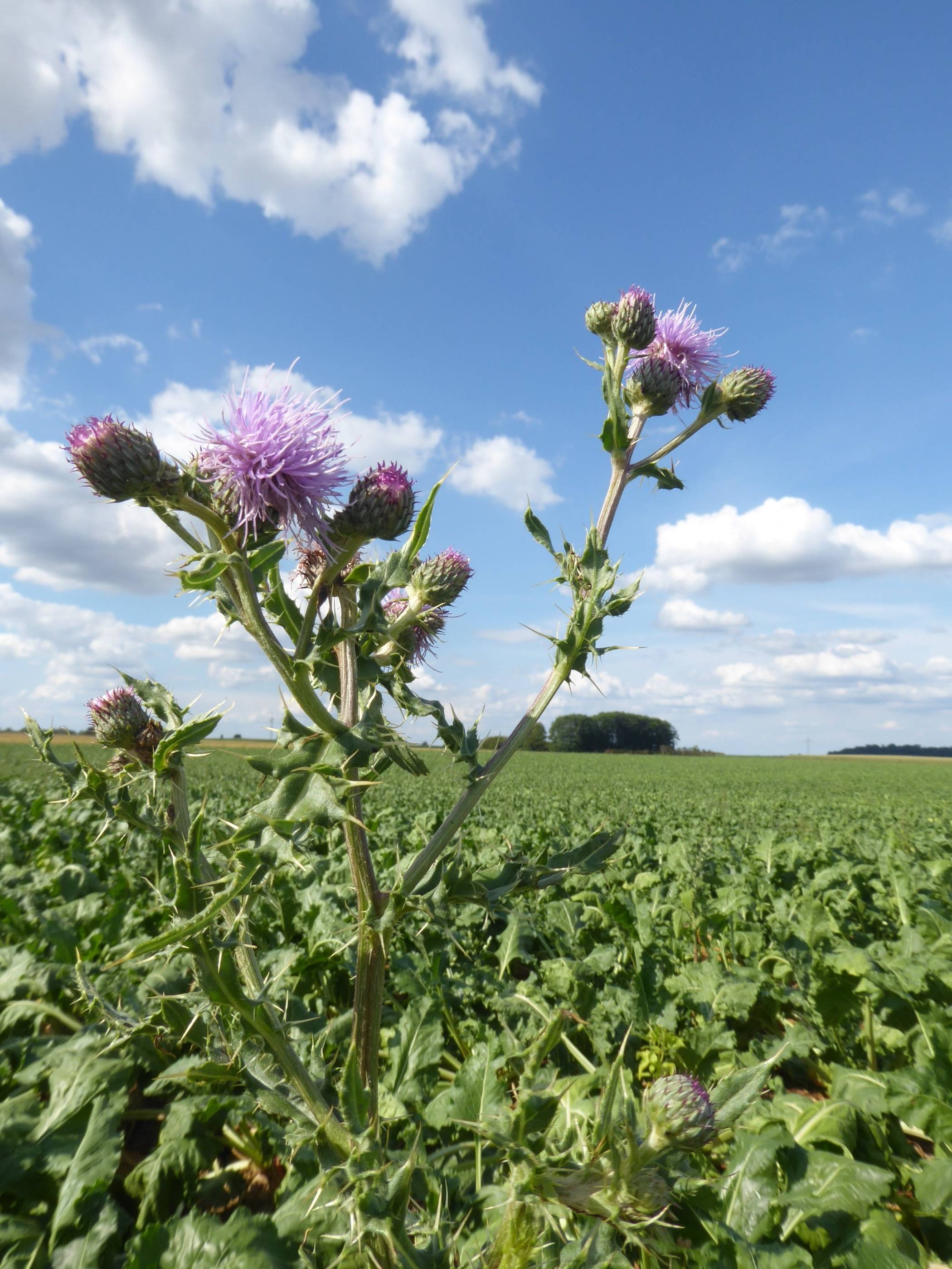   Während die Distel bei uns ein schlechtes Image hat, wird sie in anderen Kulturen geehrt und in Wappen und Orden abgebildet. 