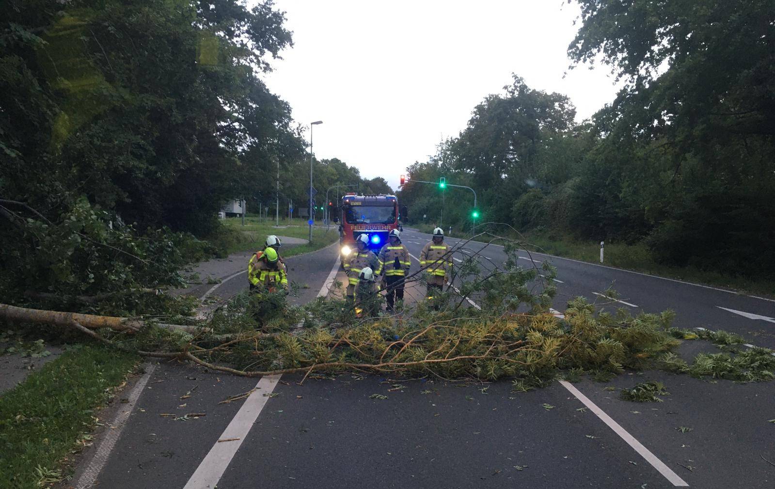 Ein umgestürzter Baum an der Energiestraße wird mittels Kettensäge entfernt.   