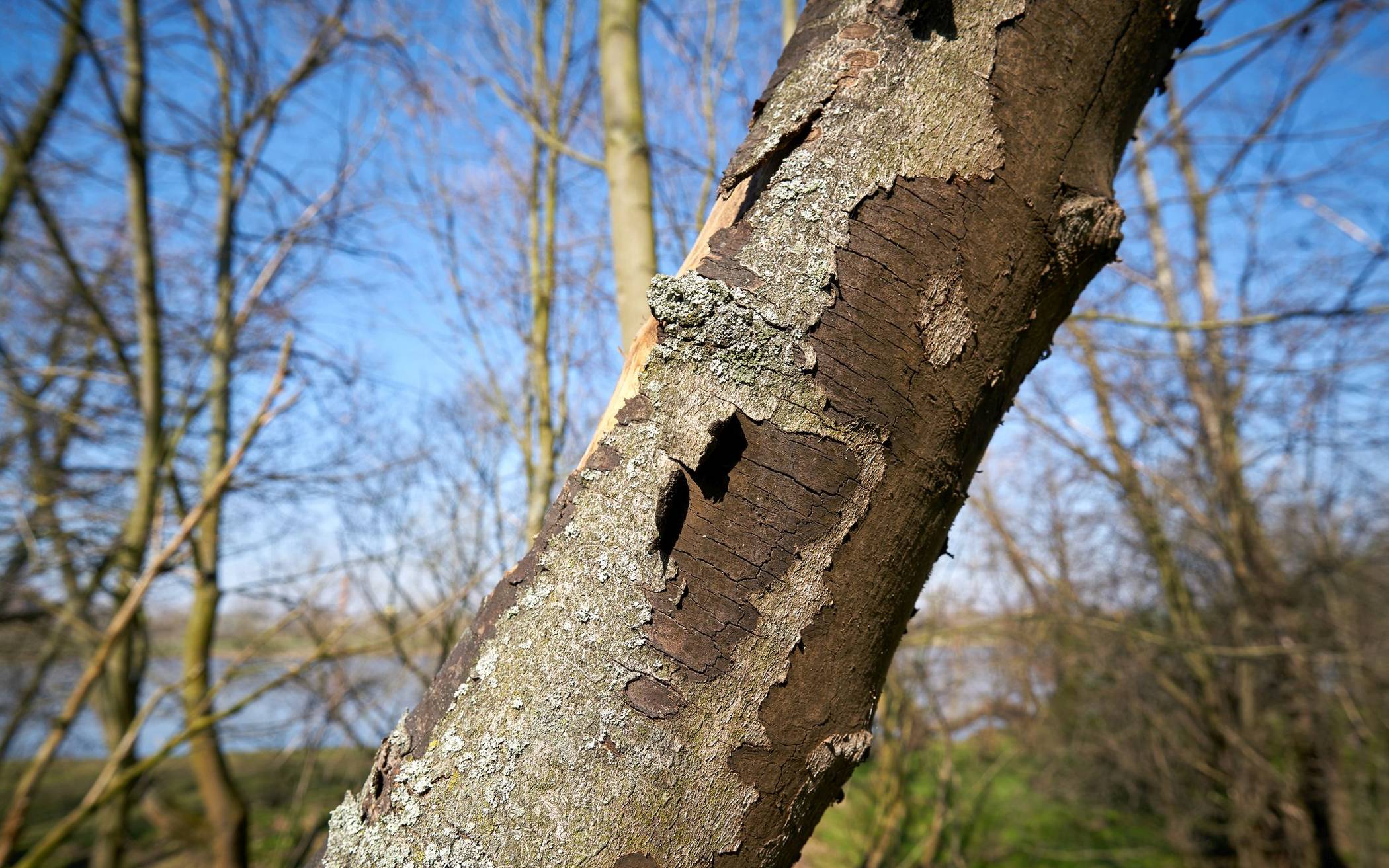 Ein von der Rußrindenkrankheit befallener Baum.