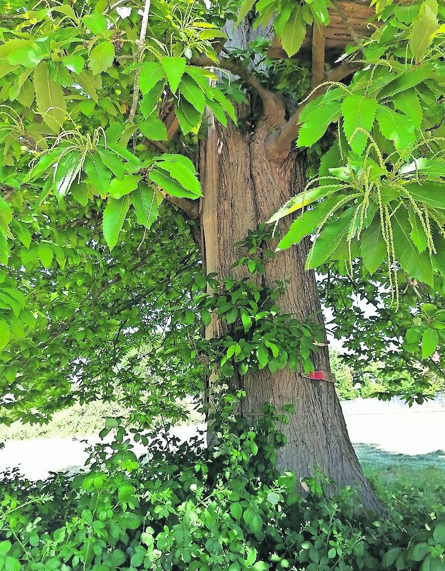 Die alte Esskastanie hat einen schweren Blitzeinschlag überstanden. Überlebt sie jetzt auch die Bebauungspläne der Stadt Jüchen? <![CDATA[]]>Aktive des Naturschutzbundes positionierten sich im Rahmen einer kleinen Protestaktion vor der bedrohten Esskastanie.