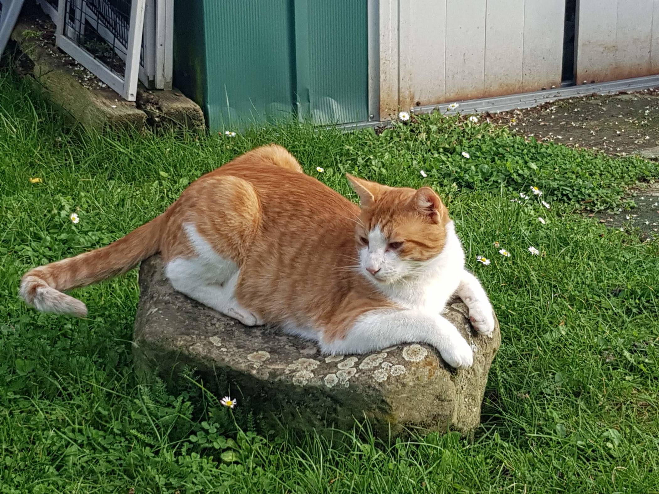  Romeo wird in Laach vermisst. 