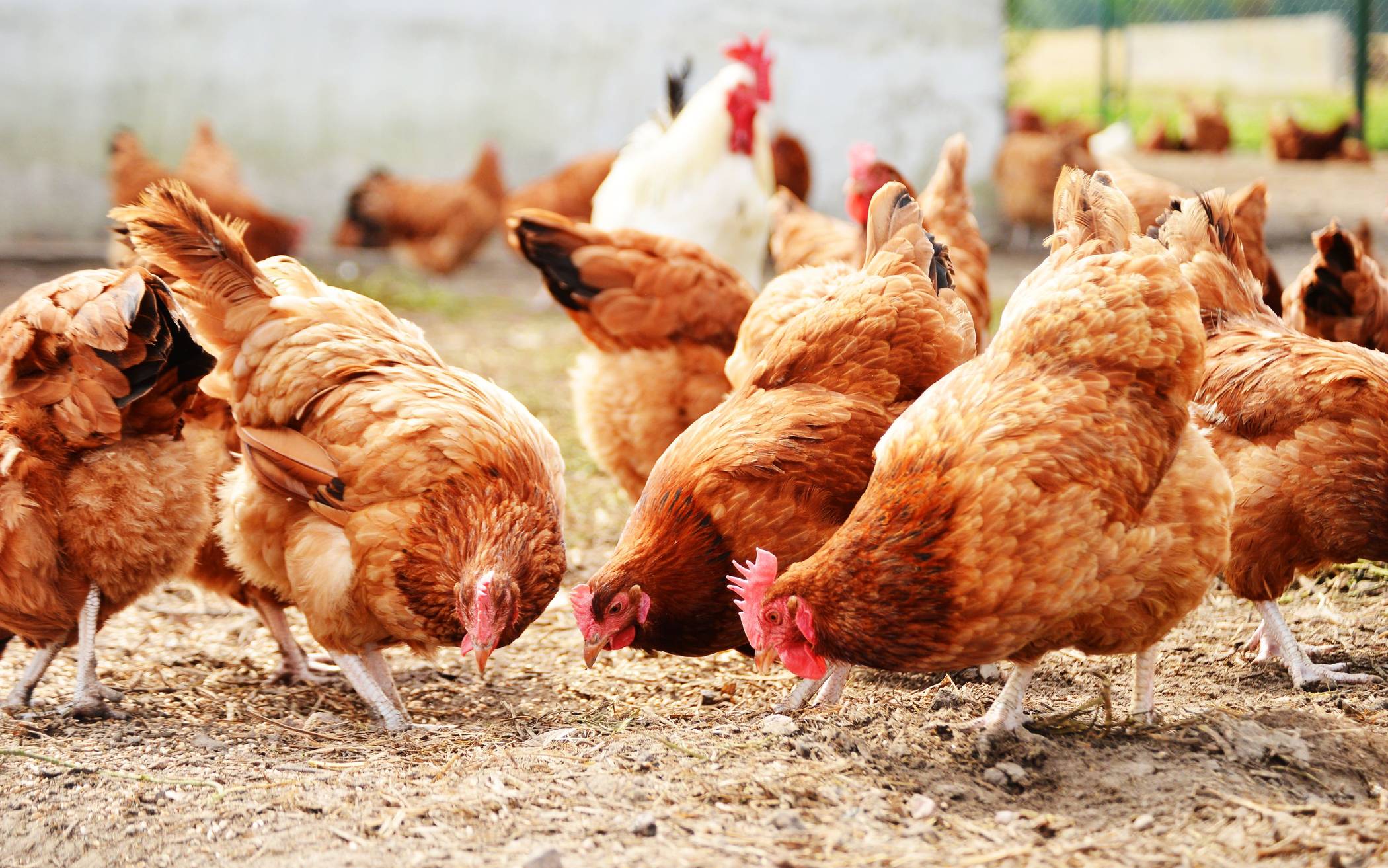  Die Vogelgrippe ist nicht nur für Wildvögel, sondern auch für Hausgeflügel hochansteckend. 