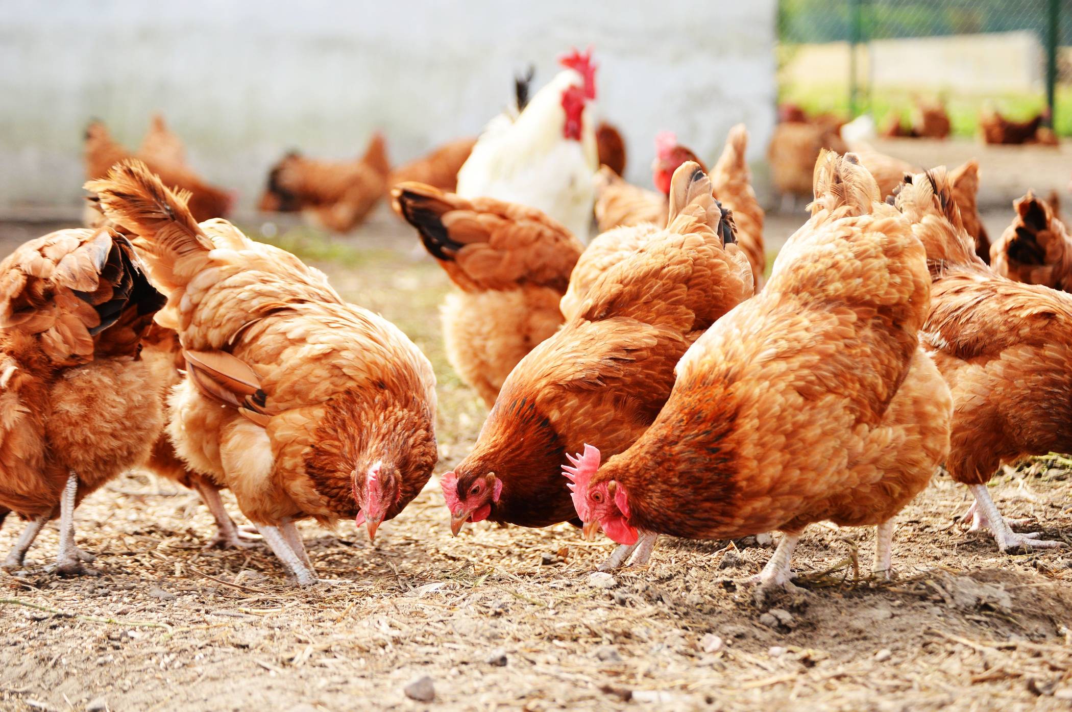  Die Vogelgrippe ist nicht nur für Wildvögel, sondern auch für Hausgeflügel hochansteckend. 