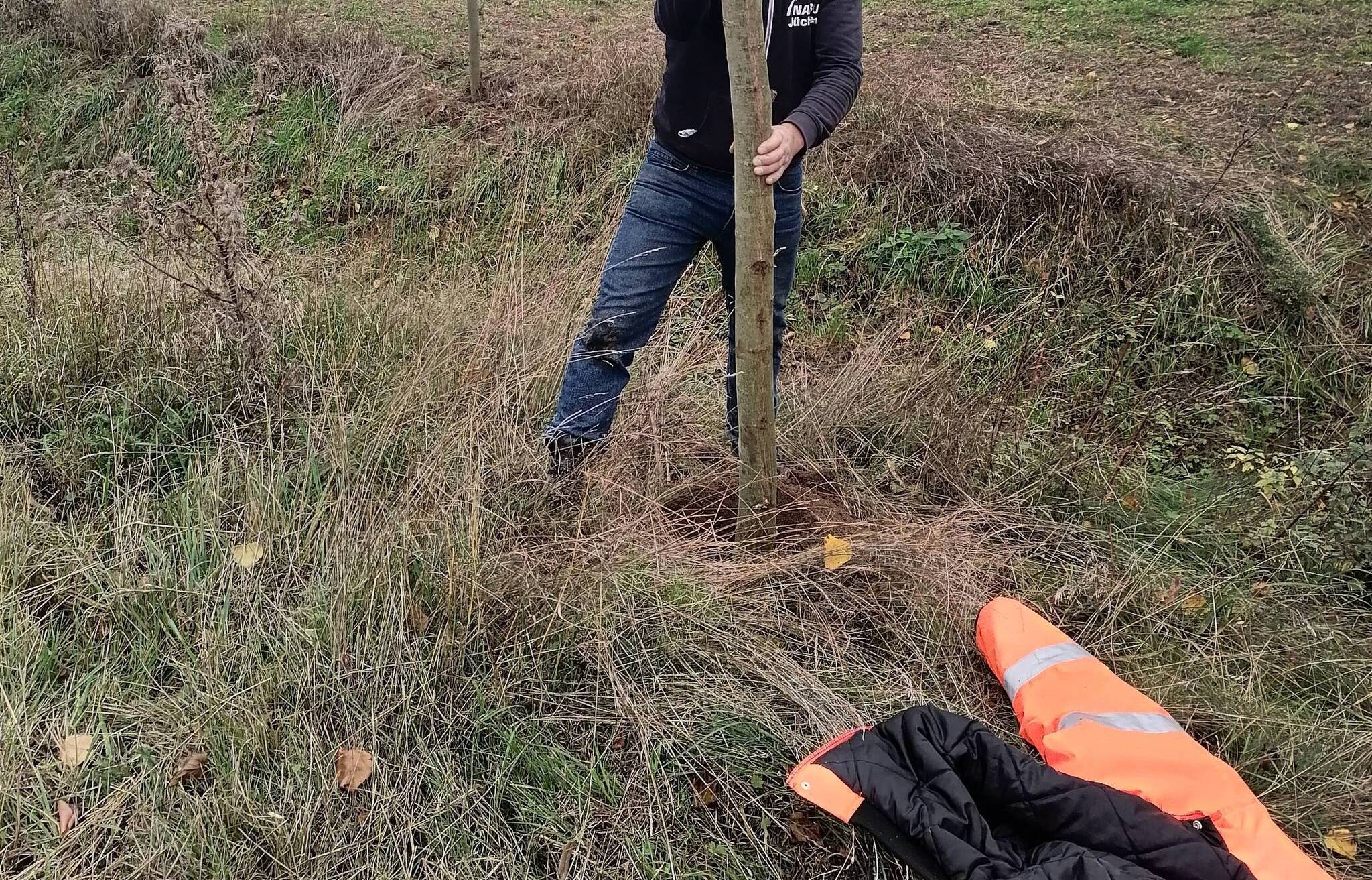 Fünf neue Kopfweiden in Wallrath gepflanzt