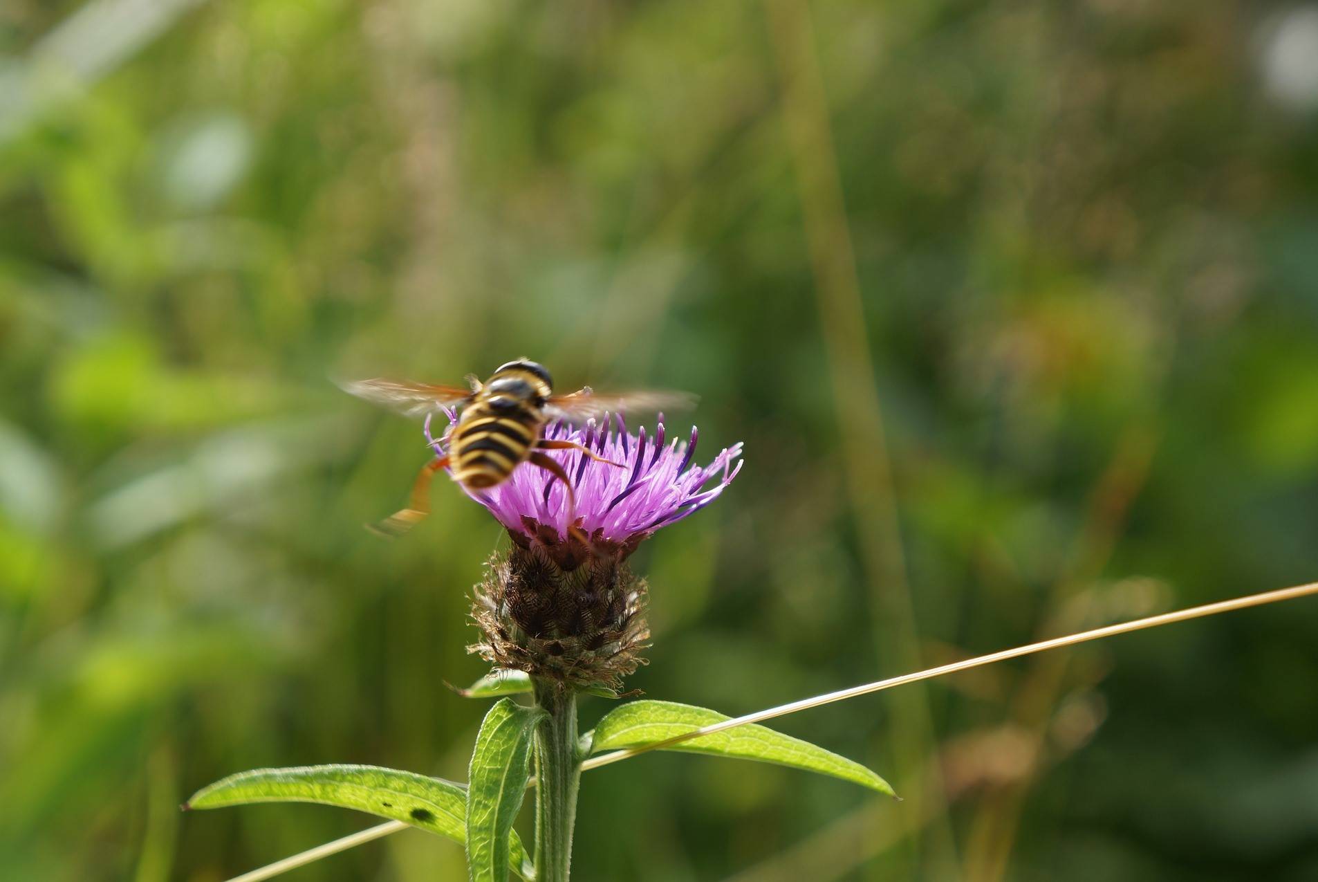  Den Bienen soll ausreichend Nahrung geboten werden. 